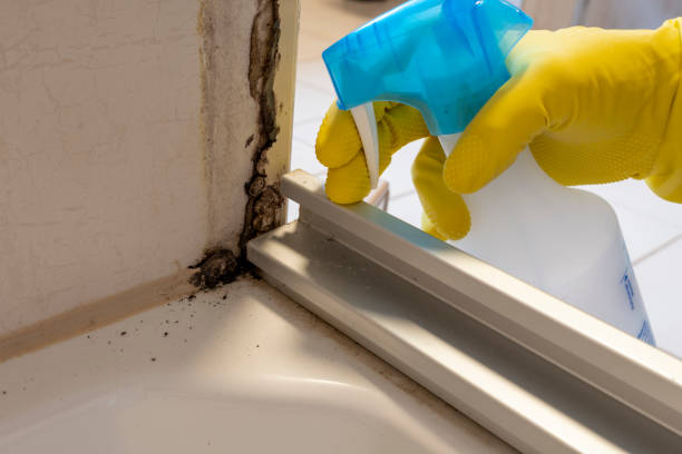 Best Kitchen Mold Remediation in Jonesville, MI