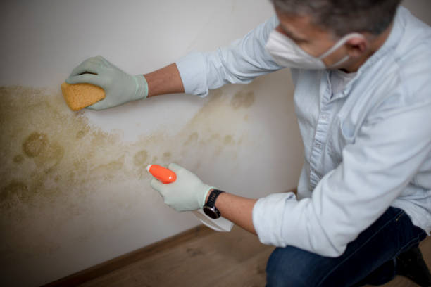 Best Basement Mold Remediation in Jonesville, MI