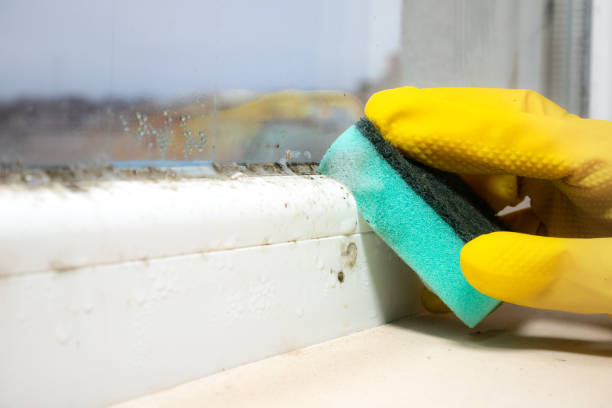 Best Residential Mold Remediation in Jonesville, MI