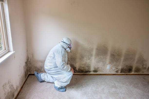 Best Black Mold Remediation in Jonesville, MI