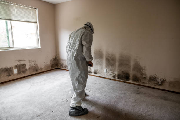 Best Bathroom Mold Remediation in Jonesville, MI