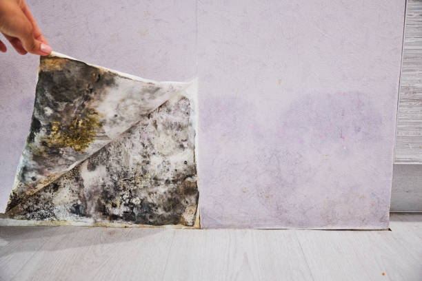 Best Emergency Mold Remediation in Jonesville, MI